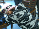 CIMG3421_thumb.png